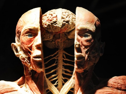 BODY WORLDS powraca do Wrocławia z nową ekspozycją - 0