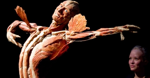 BODY WORLDS powraca do Wrocławia z nową ekspozycją - 1