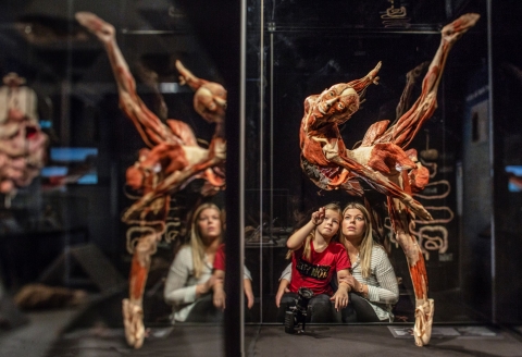BODY WORLDS powraca do Wrocławia z nową ekspozycją - 4