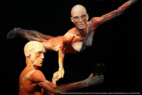 BODY WORLDS powraca do Wrocławia z nową ekspozycją - 3
