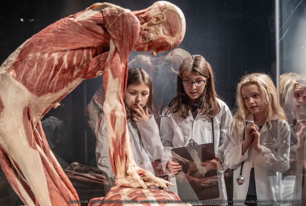 BODY WORLDS powraca do Wrocławia z nową ekspozycją – fot. materiały prasowe