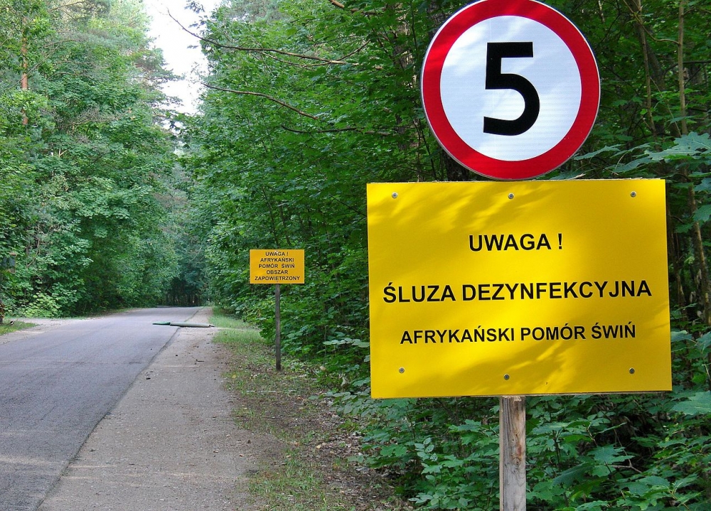 Chojnów: Potwierdzony przypadek afrykańskiego pomoru świń - zdjęcie ilustracyjne Wikipedia/Mikołaj Grycuk