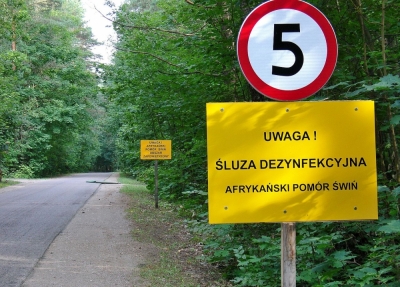 Chojn&oacute;w: Potwierdzony przypadek afrykańskiego pomoru świń
