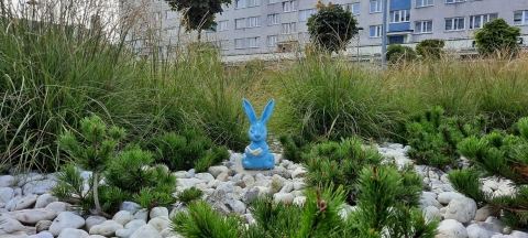 Kolorowe króliki pojawiły się w centrum Oleśnicy - 4
