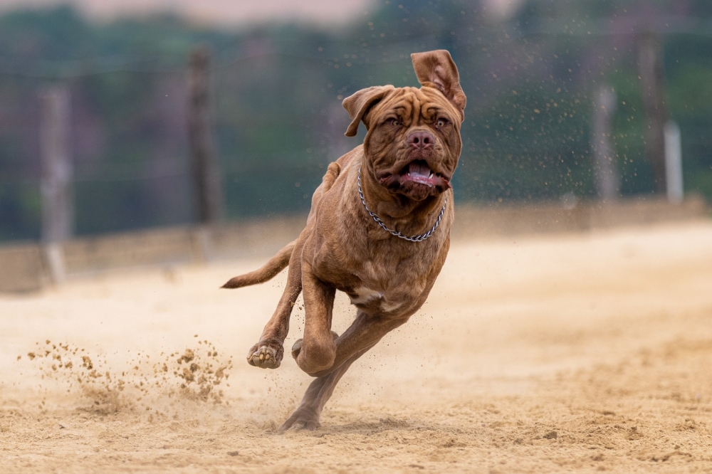 Psia aktywność: Spacer, zabawa i zawody [POSŁUCHAJ] - zdjęcie ilustracyjne pixabay.com