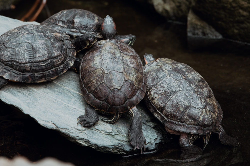 Zakończył się odłów egzotycznych żółwi z wrocławskiej fosy - zdjęcie ilustracyjne fot. Patrycja Dzwonkowska