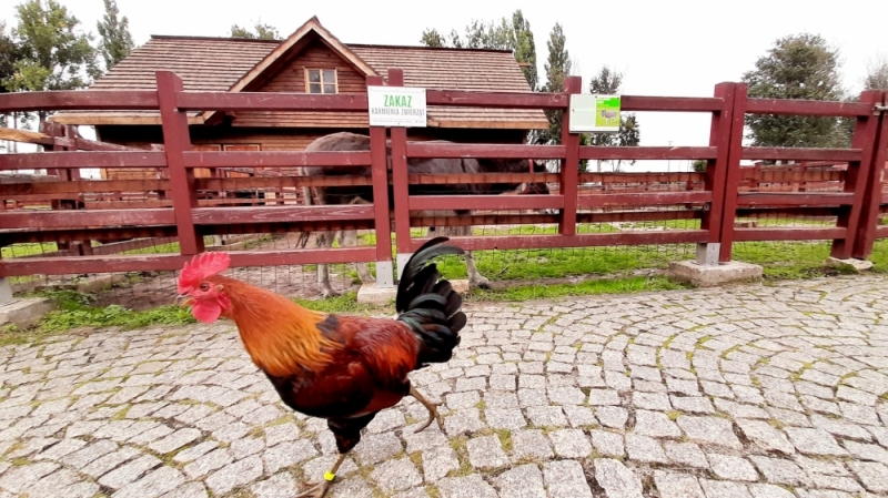 Już nie tylko pawie, ale też kury i koguty. Coraz więcej ptaków przechadza się po lubińskim Zoo - fot. Centrum Edukacji Przyrodniczej