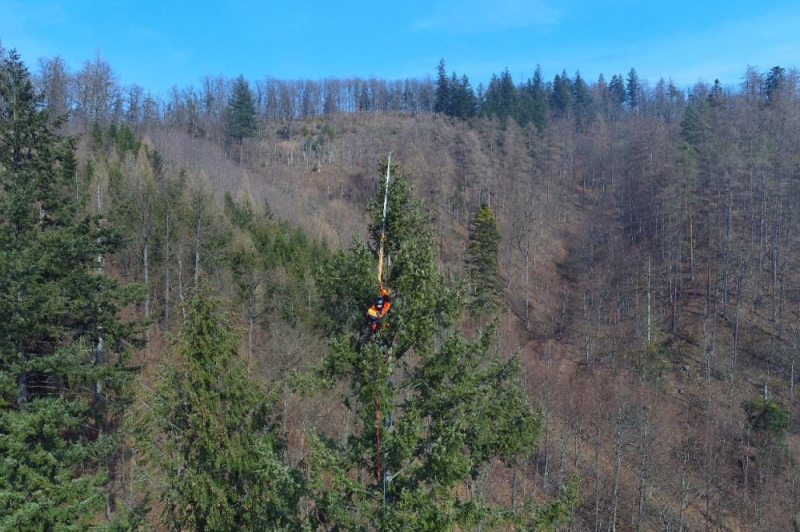 Mierzy 59 metrów i 40 cm i jest najwyższym drzewem w Polsce  - fot. mapadrzew.com