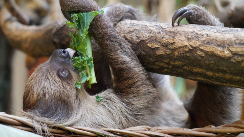 Nie biega, nie psoci. Zajmuje się głównie spaniem i relaksem  - fot. ZOO Wrocław