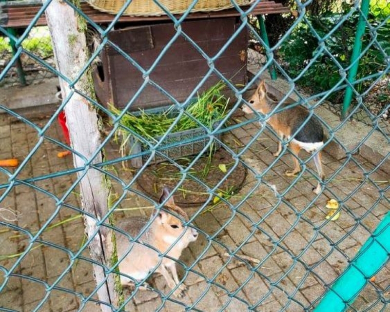 Legnica: Zwierzęta w mini zoo miały być przetrzymywane w złych warunkach. Są wyniki kontroli - fot: odwiedzający