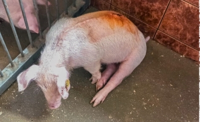 Rektor UP likwiduje Centrum Diagnostyki Eksperymentalnej po aferze ze świniami