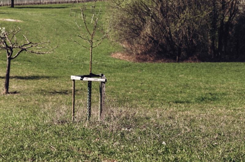 Chcą być zielonymi płucami Zagłębia Miedziowego - Fot. Patrycja Dzwonkowska