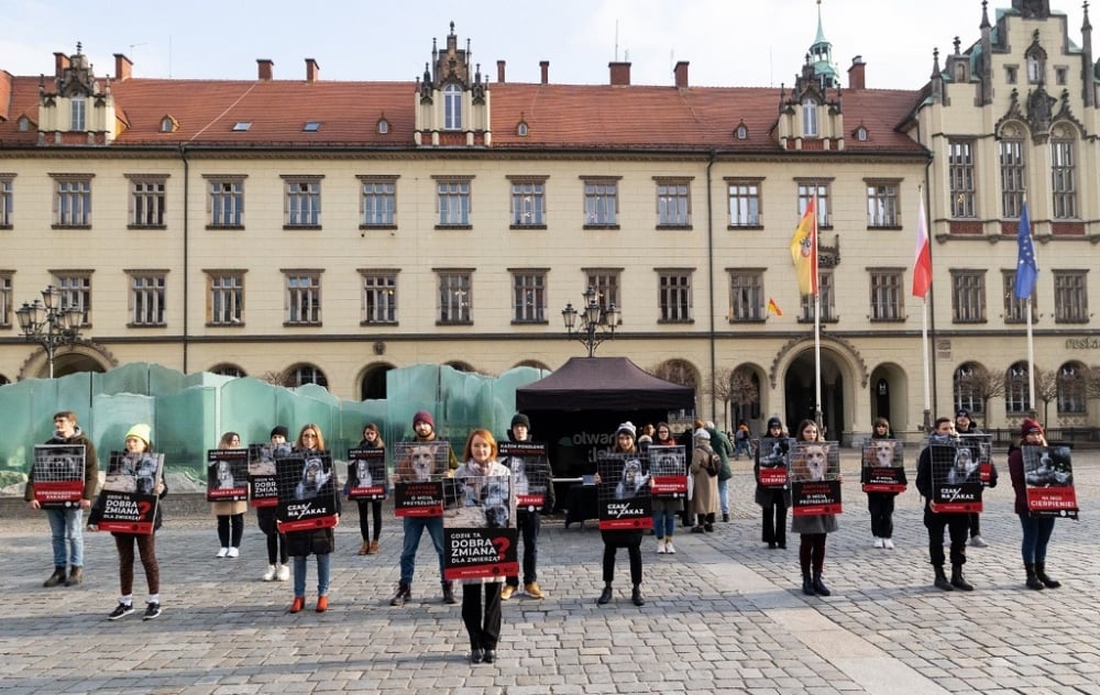 Zakaz hodowli zwierząt na futro. We Wrocławiu przedstawiono projekt ustawy - fot. twitter/Małgorzata Tracz