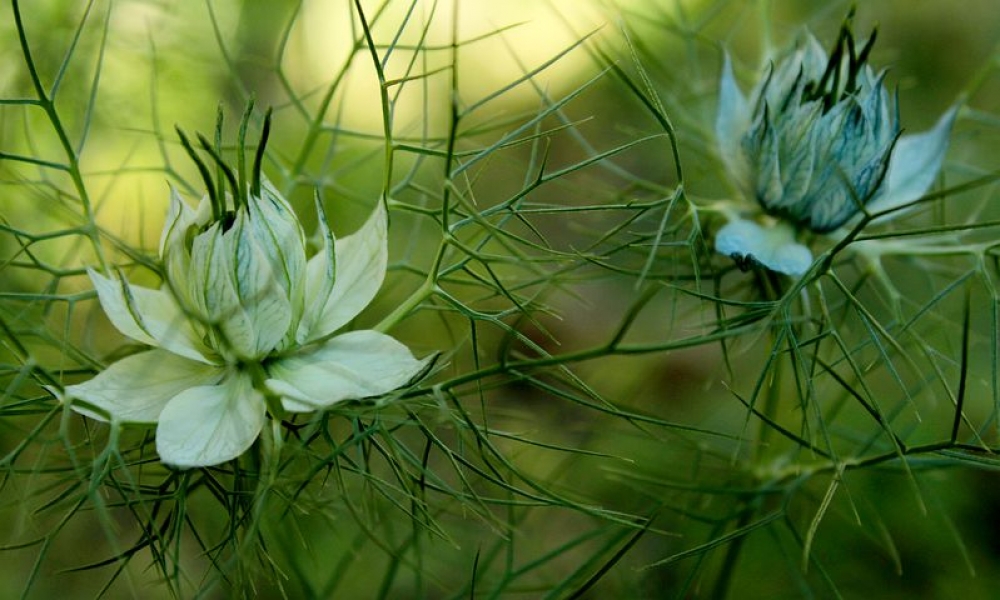 SEKSUALOŚĆ OSÓB Z NIEPEŁNOSPRAWNOŚCIAMI CZ.I - fot. Pixabay