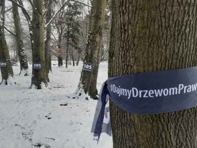 Czarne wstążki na drzewach na wrocławskim Sępolnie. To ogólnopolska akcja