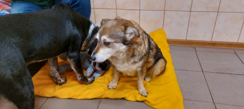 Podwrocławska fundacja pomaga aktywistce ratującej psy z okolic Donbasu - 0