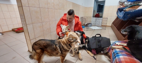 Podwrocławska fundacja pomaga aktywistce ratującej psy z okolic Donbasu - 1