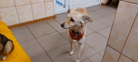 Podwrocławska fundacja pomaga aktywistce ratującej psy z okolic Donbasu - 2