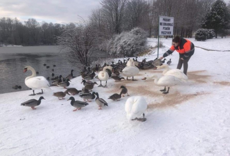 Organizują pomoc dla miejskich łabędzi w Jeleniej Górze - fot. MPGK Jelenia Góra