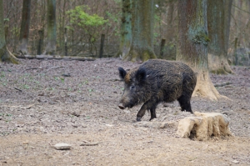 Dzikie zwierzęta coraz bliżej domów - co zrobić gdy spotkamy się oko w oko z dzikiem? - pixabay (zdjęcie ilustracyjne)