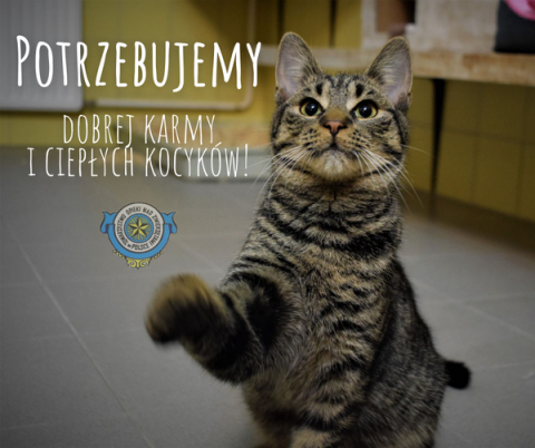 Pomóżmy przetrwać zimę kotom - schronisko czeka na koce i karmę - 4