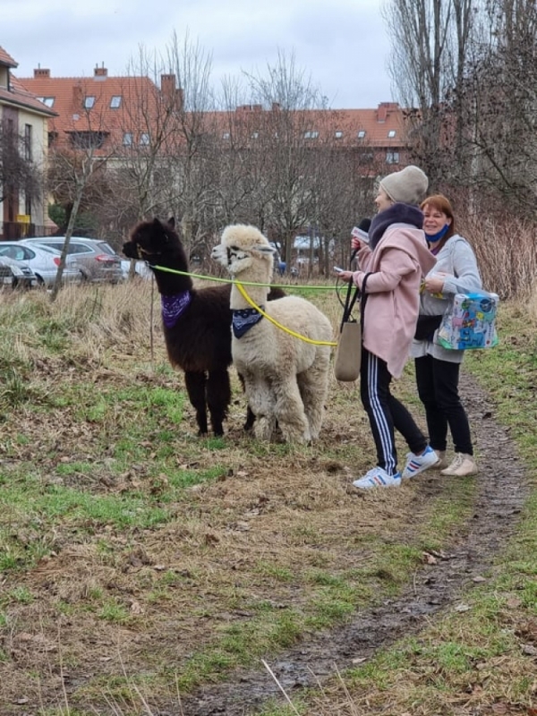 Cudak i Feluś na gigancie. Do Wrocławia przyjeżdżają pracować - .