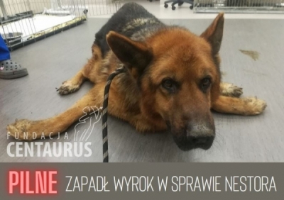 Jest prawomocny wyrok na organistę, kt&oacute;ry znęcał&nbsp;się nad psem