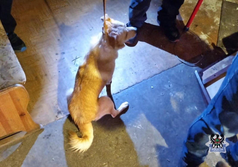 Głodził swoje psy - teraz odpowie za to przed sądem - fot. dś policja