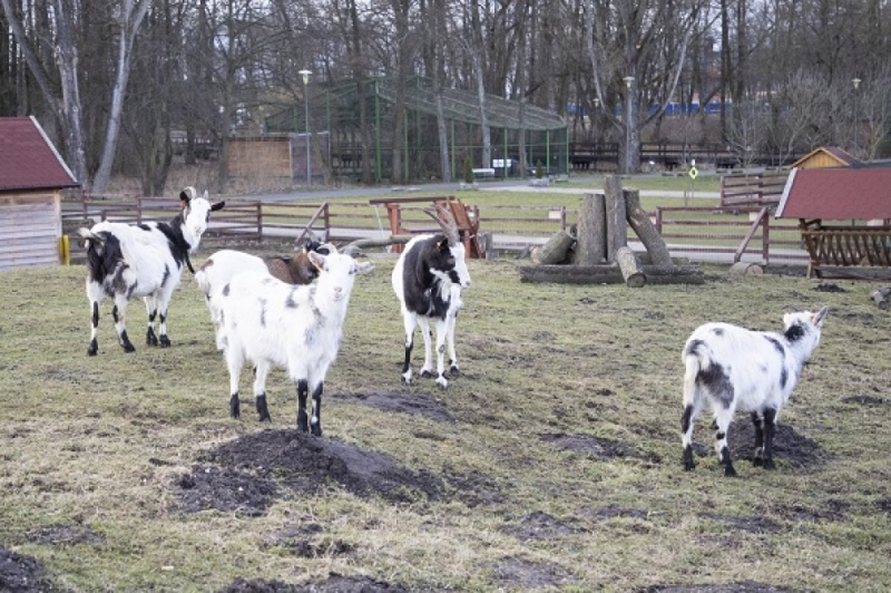 Lubińskie kozy zdawały ważny egzamin - Fot:Centrum Edukacji Przyrodniczej w Lubinie