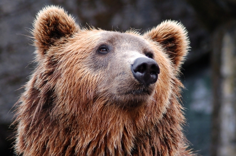 Wrocławskie ZOO gotowe do ewakuacji niedźwiedzi z Ukrainy - fot. Pixabay