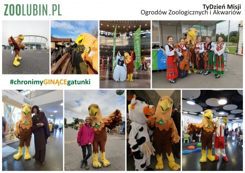 Lubin: ZOO stawia na edukację. Ambasadorem akcji... Pan Bielik - 0