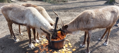 Renifery z wrocławskiego zoo szansą dla gatunku, kt&oacute;ry w ostatnich latach zmalał o 40%