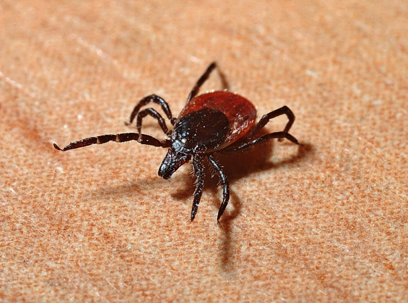 Ponad 5 tysięcy osób na Dolnym Śląsku może skorzystać z bezpłatnych szczepień przeciw kleszczom - fot. Pixabay (zdjęcie ilustracyjne)