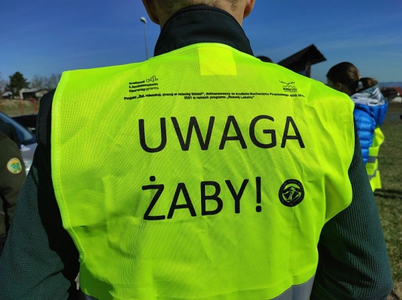 W Karkonoszach trwa akcja ratowania żab - fot. Piotr Słowiński