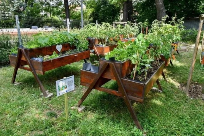 Będą sadzić, pielęgnować, a późnej jeść prosto z krzaczka czy z ziemi  - fot. mat. prasowe