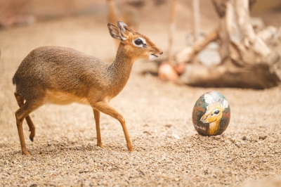 Akcja z jajem we wrocławskim ZOO [FOTO]