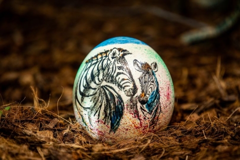 Akcja z jajem we wrocławskim ZOO [FOTO] - 7