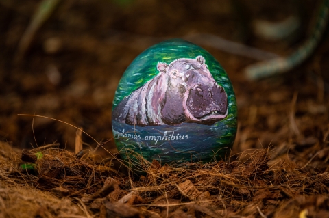 Akcja z jajem we wrocławskim ZOO [FOTO] - 9