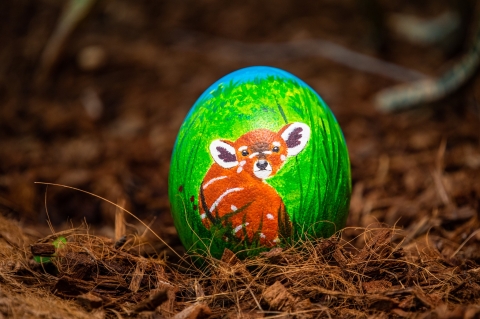 Akcja z jajem we wrocławskim ZOO [FOTO] - 3
