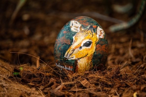 Akcja z jajem we wrocławskim ZOO [FOTO] - 4