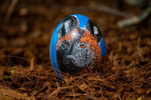 Akcja z jajem we wrocławskim ZOO [FOTO] - 5