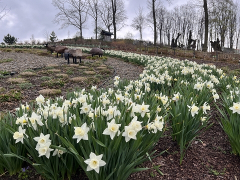 Arboretum w Wojsławicach otwiera się po zimowej przerwie - 1