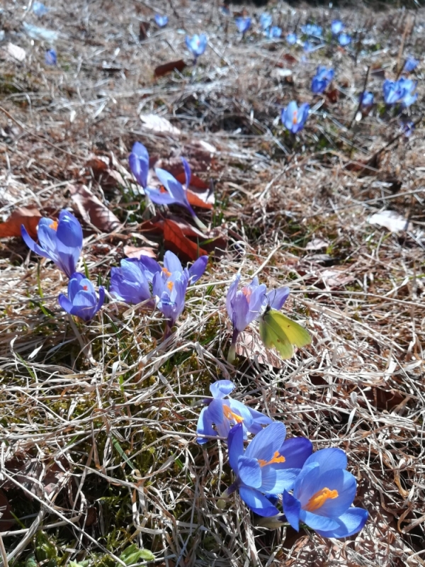 Dolnośląskie krokusy znikają z "naturalnych stanowisk" - fot. Patrycja Rachwalska