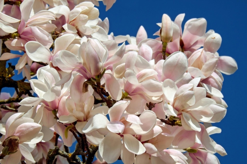 Festiwal Magnolii we wrocławskim Ogrodzie Botanicznym - Fot: zdjęcie ilustracyjne, Pixabay
