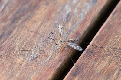 Wrocław: Rusza walka z komarami. Będą opryski i rozdawanie lawendy