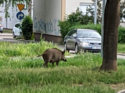 Dziki podchodzą coraz bliżej i wszystko wskazuje, że problem będzie narastał