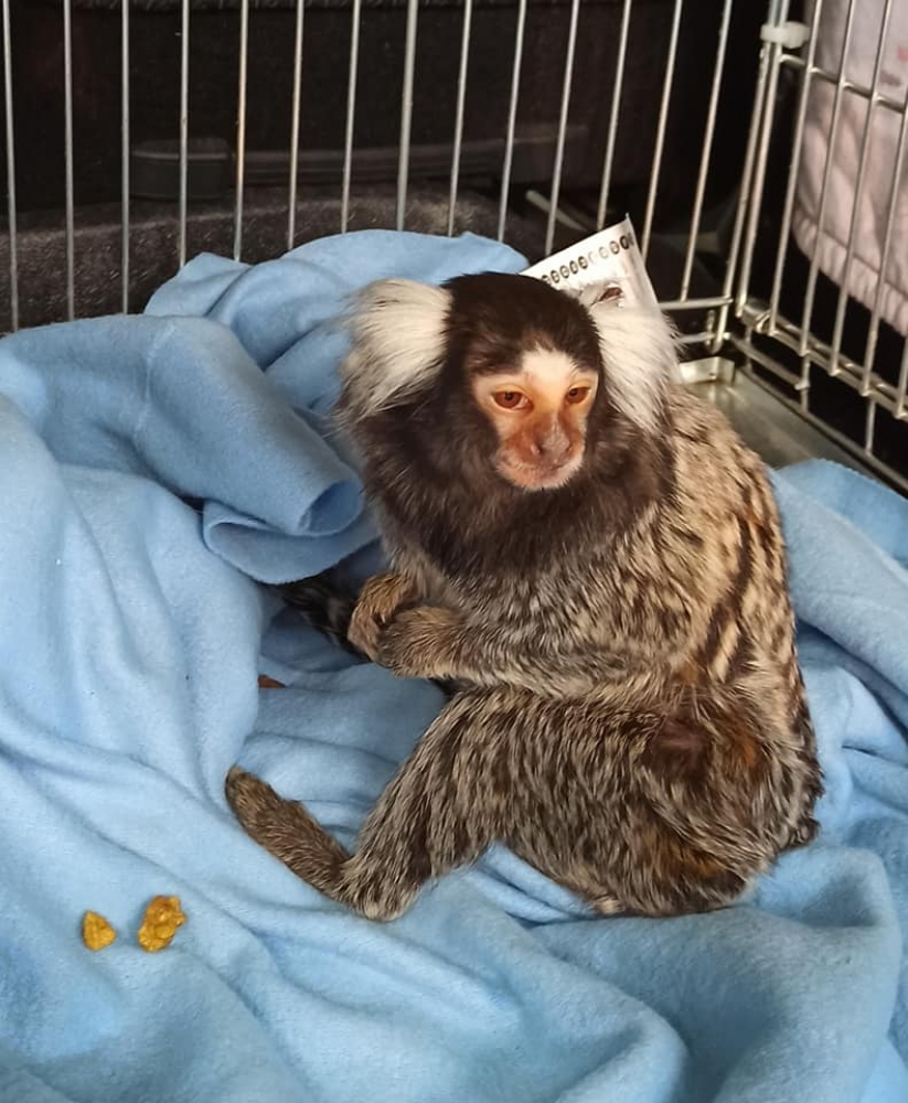 Biegła o legnickiej Palmiarni: Zwierzęta były przetrzymywane w prowizorycznych warunkach  - fot. Zoo Poznań