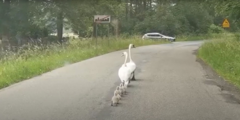 Łabędzia rodzina z policyjną eskortą [FILM] - fot. Policja