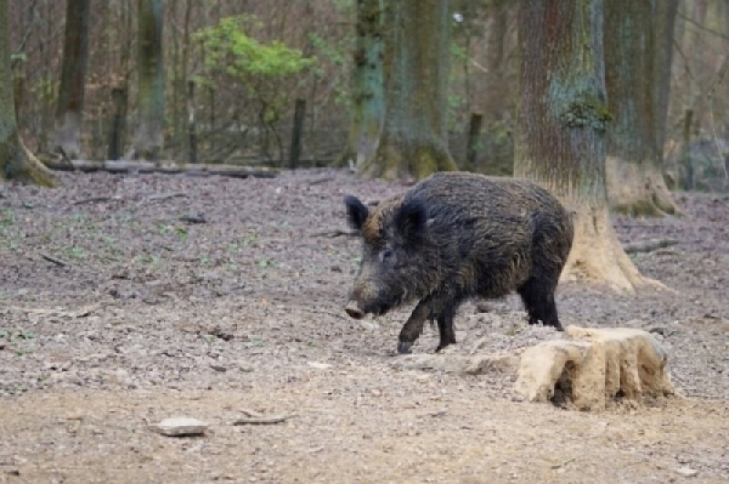 W powiecie lwóweckim stwierdzono u dzika afrykański pomór świń - fot. Pixabay (zdjęcie ilustracyjne)