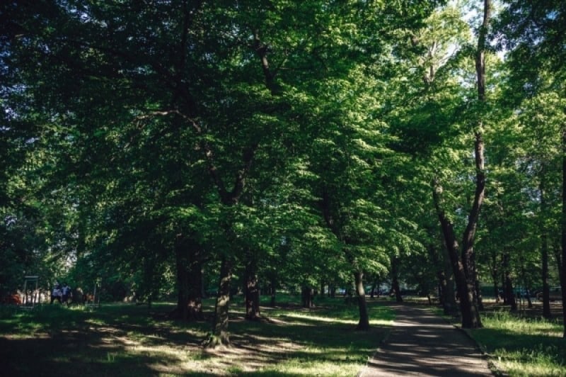 Mieszkańcy dolnośląskich miast chcą więcej zieleni  - fot. archiwalne: Patrycja Dzwonkowska